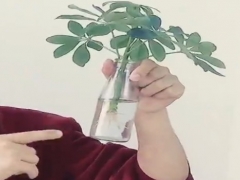 鸭脚木可以水培吗
