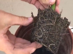 鸭脚木的树根如何变粗