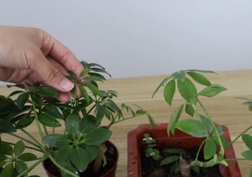 鸭脚木烂根前的症状表现