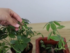 鸭脚木烂根前的症状表现