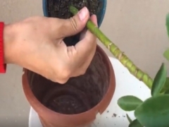 鸭脚木什么时候换盆