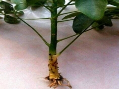如何防止鸭脚木烂根