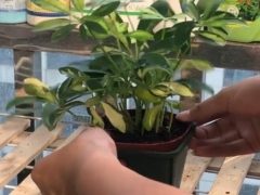 鸭掌木冬季能换盆吗