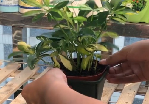 鸭掌木冬季能换盆吗