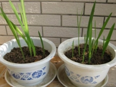 香雪兰长太高怎么办