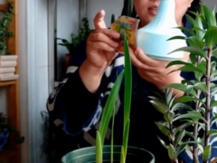 香雪兰怎样用矮壮素