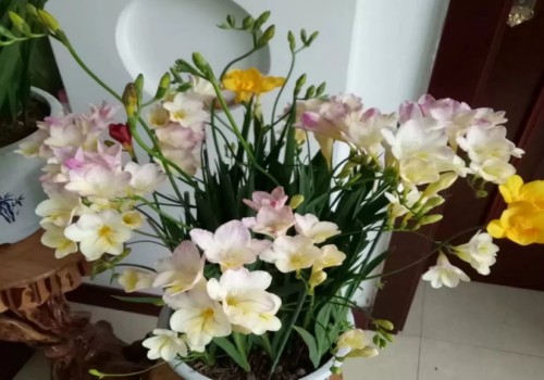香雪兰什么时候用矮壮素