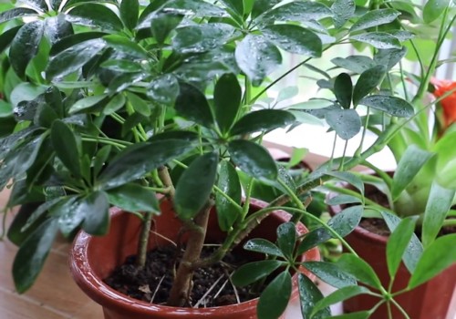 鸭脚木养护方法