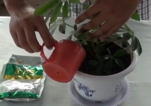 鸭脚木烂根怎么补救