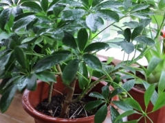 鸭脚木养护方法