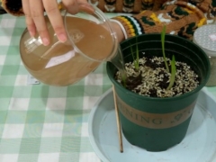 香雪兰徒长倒伏怎么办
