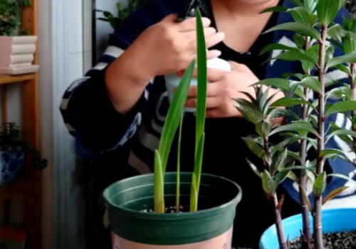 香雪兰只长叶不开花怎么办