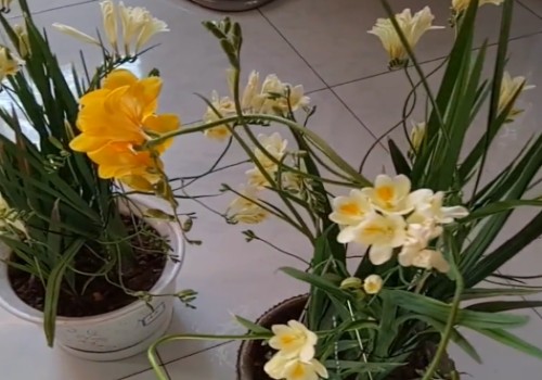 香雪兰为什么开花早