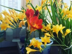香雪兰怎么没有花剑