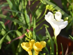 香雪兰如何催花