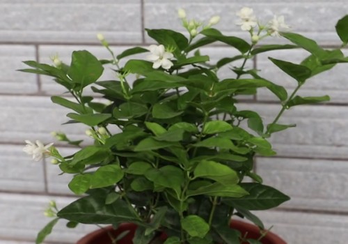 养好茉莉花的秘诀