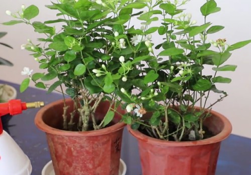 新买的茉莉枝叶干枯怎么办