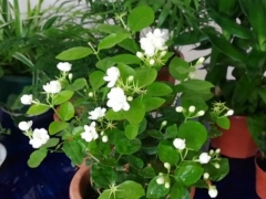 茉莉花黄叶怎么办