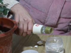 怎么样使茉莉枝叶繁盛