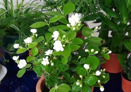 茉莉花黄叶怎么办
