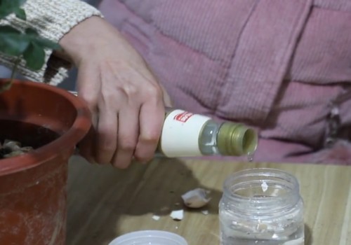 怎么样使茉莉枝叶繁盛
