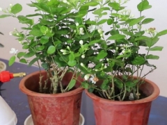 新买的茉莉枝叶干枯怎么办
