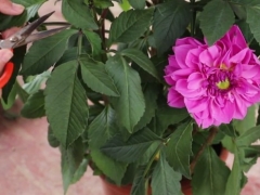大丽花怎样越冬