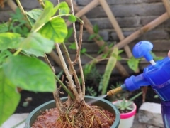 怎样才能养好茉莉花