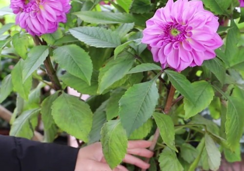 盆栽大丽花怎么养