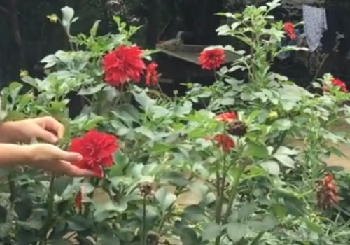 大丽花怎么养护