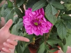 大丽花的养殖技巧