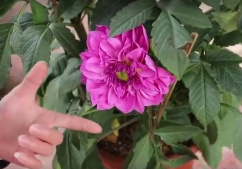 大丽花的养殖技巧