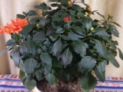 大丽花怎么养开花才能持久
