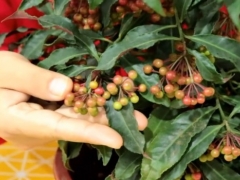 冬季黄金万两花怎么养