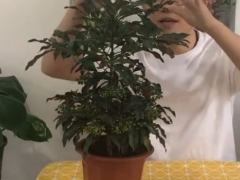 植物黄金万两怎么养