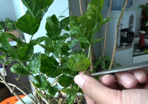休眠期的茉莉花怎么养护管理2