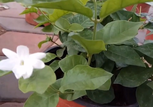 怎么延长茉莉的花期