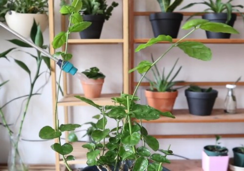 茉莉花裸根上盆成活后怎么养护