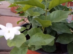 怎么延长茉莉的花期