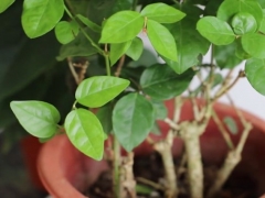 茉莉花期怎么养护