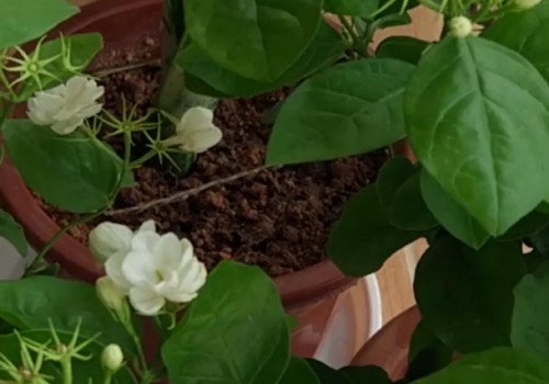 茉莉开花少甚至不开花怎么办