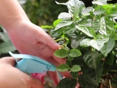 茉莉花养护管理技巧