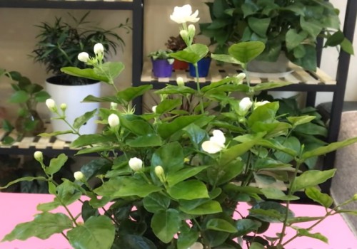茉莉开花前后的养护管理方法