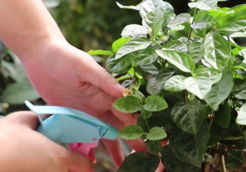茉莉花养护管理技巧