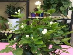 茉莉开花前后的养护管理方法