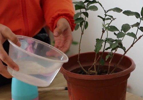 茉莉花长势不好 教你一招搞定