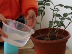 茉莉花长势不好 教你一招搞定
