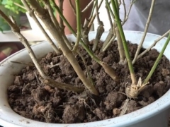 茉莉移栽后多久活过来