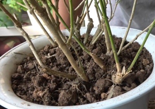 茉莉移栽后多久活过来
