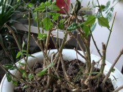 茉莉老桩不发芽怎么办
